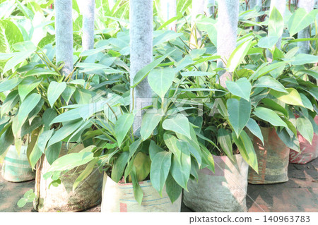 Philodendron hastatum, Philodendron Silver Sword plant on farm Philodendron hastatum, Philodendron Silver Sword plant on farm 140963783