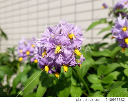 紫色馬鈴薯花的特寫,花朵上掛著水滴。 紫色馬鈴薯花的特寫,花朵上掛著水滴。 140963882