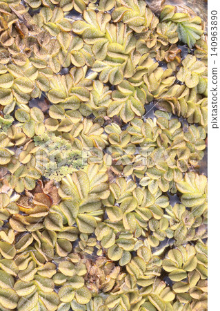 Salvinia molesta is commonly known as giant salvinia, or as kariba weed plant Salvinia molesta is commonly known as giant salvinia, or as kariba weed plant 140963890