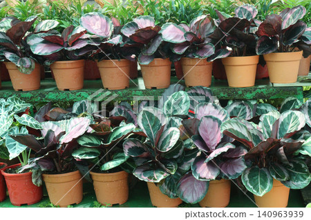 Goeppertia Roseopicta leaf plant on pot Goeppertia Roseopicta leaf plant on pot 140963939