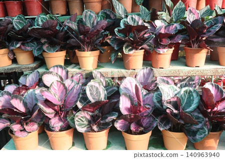 Goeppertia Roseopicta leaf plant on pot Goeppertia Roseopicta leaf plant on pot 140963940