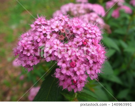 繡線菊 繡線菊 140963991