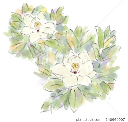 A watercolor illustration of a plant of the rainy season, the large white flower of the Southern Magnolia. A watercolor illustration of a plant of the rainy season, the large white flower of the Southern Magnolia. 140964007
