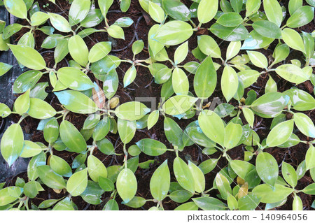 Philodendron Moonlight leaf plant on farm Philodendron Moonlight leaf plant on farm 140964056