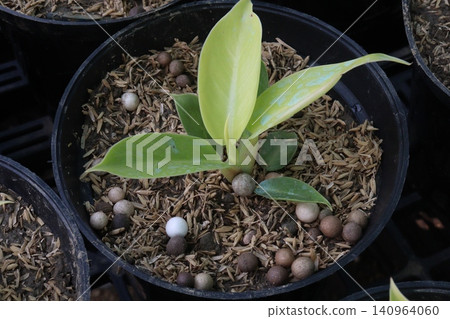 Philodendron Moonlight leaf plant on farm Philodendron Moonlight leaf plant on farm 140964060