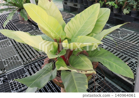 Philodendron Moonlight leaf plant on farm Philodendron Moonlight leaf plant on farm 140964061