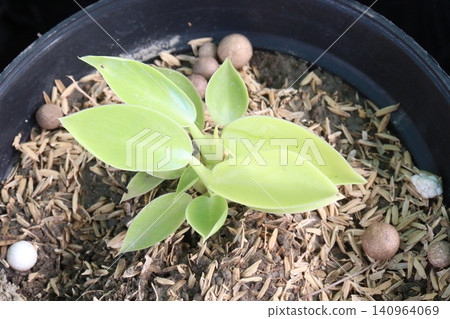Philodendron Moonlight leaf plant on farm Philodendron Moonlight leaf plant on farm 140964069
