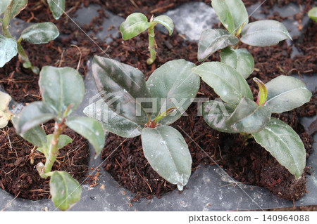 Philodendron Rojo Congo, Philodendron Red Sun leaf plant Philodendron Rojo Congo, Philodendron Red Sun leaf plant 140964088