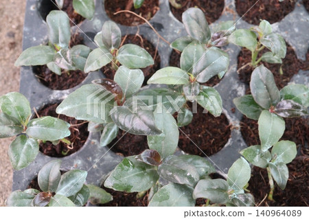 Philodendron Rojo Congo, Philodendron Red Sun leaf plant Philodendron Rojo Congo, Philodendron Red Sun leaf plant 140964089