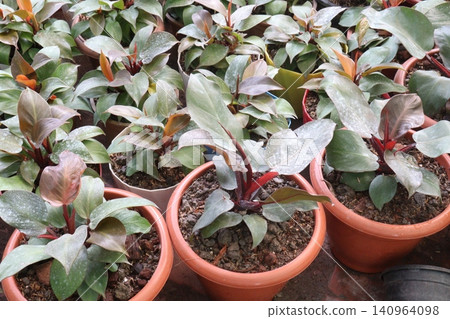 Philodendron Rojo Congo, Philodendron Red Sun leaf plant Philodendron Rojo Congo, Philodendron Red Sun leaf plant 140964098