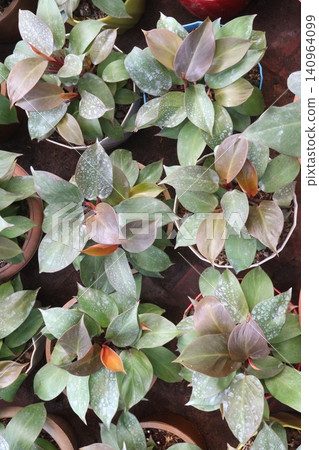 Philodendron Rojo Congo, Philodendron Red Sun leaf plant Philodendron Rojo Congo, Philodendron Red Sun leaf plant 140964099