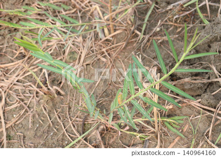 Phyllanthus virgatus, Seed under leaf is a slender annual, perennial, medicine herb Phyllanthus virgatus, Seed under leaf is a slender annual, perennial, medicine herb 140964160