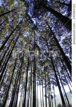 赤村、岩石山、登山、杉樹林 赤村、岩石山、登山、杉樹林 140964181