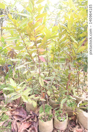 Pimenta racemosa flower plant on farm Pimenta racemosa flower plant on farm 140964185