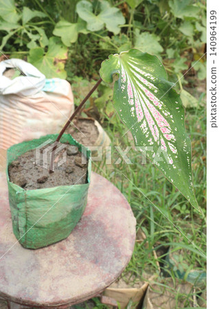 Pink Symphony Caladium leaf plant on farm Pink Symphony Caladium leaf plant on farm 140964199