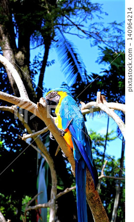 Blue and yellow macaw perched on sunlit branch amid lush tropical garden foliage and bright sky, with macaw, parrot, bird, blue detail, showing yellow, plumage, feather, beak context Blue and yellow macaw perched on sunlit branch amid lush tropical garden foliage and bright sky, with macaw, parrot, bird, blue detail, showing yellow, plumage, feather, beak context 140964214