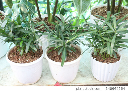 Podocarpus macrophyllus plant on pot Podocarpus macrophyllus plant on pot 140964264