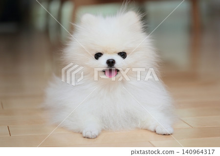 一隻博美犬躺在客廳裡 一隻博美犬躺在客廳裡 140964317