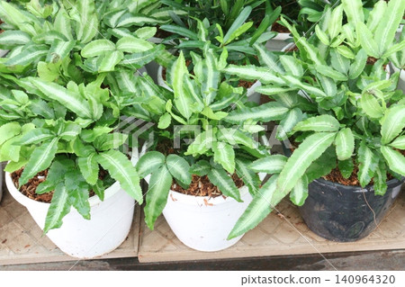 Pteris ensiformis, the slender brake, silver lace fern, sword brake fern, slender brake fern plant 140964320