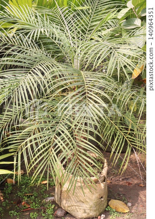 Pygmy date palm plant on nursery Pygmy date palm plant on nursery 140964351