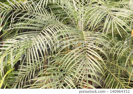 Pygmy date palm plant on nursery Pygmy date palm plant on nursery 140964352