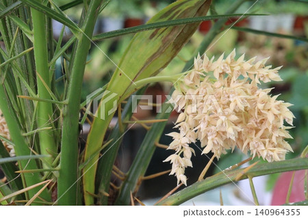 Pygmy date palm plant on nursery Pygmy date palm plant on nursery 140964355