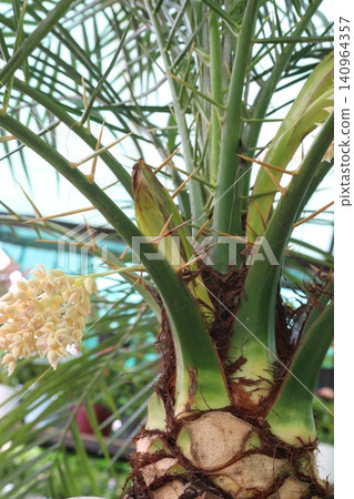 Pygmy date palm plant on nursery Pygmy date palm plant on nursery 140964357