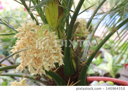 Pygmy date palm plant on nursery Pygmy date palm plant on nursery 140964358