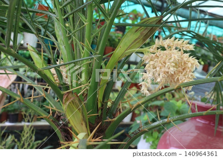 Pygmy date palm plant on nursery Pygmy date palm plant on nursery 140964361