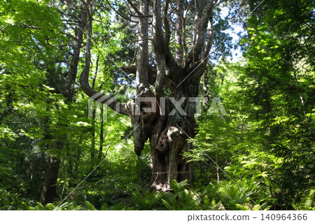 [Oki Islands] Iwakura's Breast-Shaped Cedar 140964366