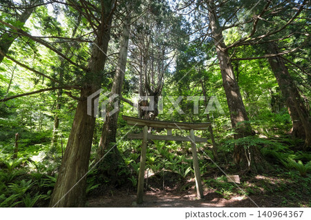 [Oki Islands] Iwakura's Breast-Shaped Cedar 140964367