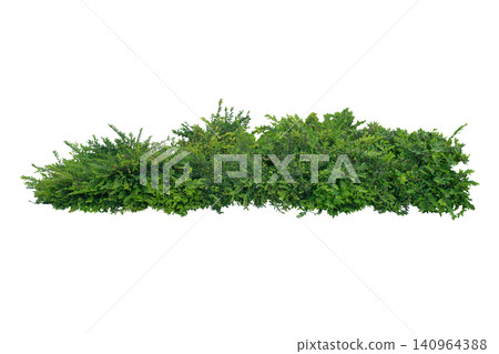 Phyllanthus Myrtifolius Shrub (Mousetail Plant) Phyllanthus Myrtifolius Shrub (Mousetail Plant) 140964388