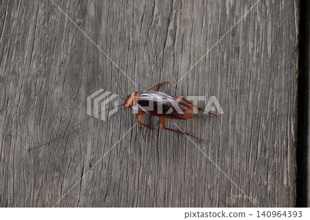 Roaches lie dead on wooden floor Roaches lie dead on wooden floor 140964393
