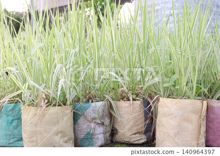 Ribbon Grass, Phalaris arundinacea plant on bag in farm Ribbon Grass, Phalaris arundinacea plant on bag in farm 140964397