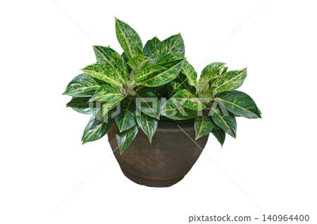 Aglaonema Plant with Green and Yellow Variegated Leaves in a Pot Aglaonema Plant with Green and Yellow Variegated Leaves in a Pot 140964400