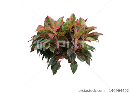Aglaonema Siam Aurora (Lipstick plant) Aglaonema Siam Aurora (Lipstick plant) 140964402