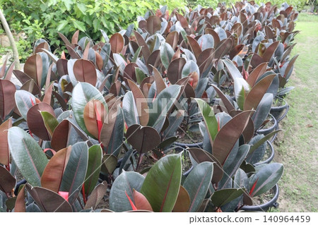 Rubber fig plant on nursery for sell are cash corps 140964459