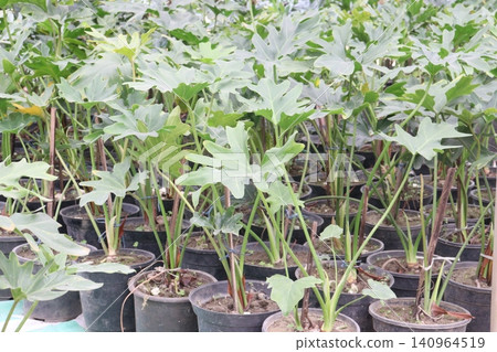 Tree philodendron, Philodendron bipinnatifidum plant Tree philodendron, Philodendron bipinnatifidum plant 140964519