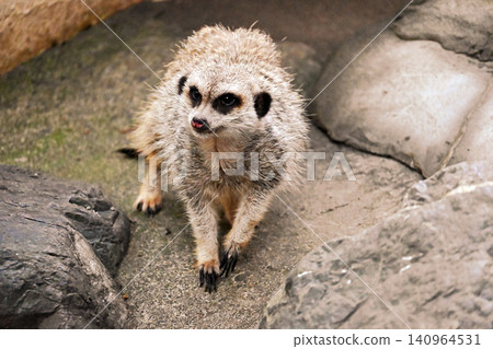A meerkat observing the situation 140964531