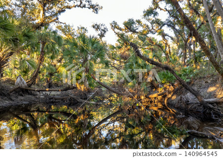 Florida jungles nature. Tropical wetlands with dense green rainforest at sunset Florida jungles nature. Tropical wetlands with dense green rainforest at sunset 140964545