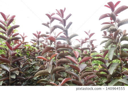 Australian Guava Tree Grafted on pot in farm Australian Guava Tree Grafted on pot in farm 140964555