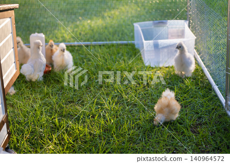 Domestic chicken in small backyard chicken coop. Silkie chicks sustainably raised in free range conditions Domestic chicken in small backyard chicken coop. Silkie chicks sustainably raised in free range conditions 140964572