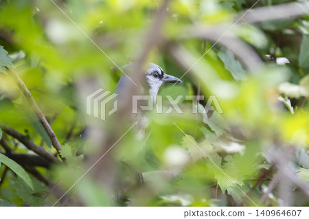A blue jay bird perched on a tree branch in Florida shrubbery A blue jay bird perched on a tree branch in Florida shrubbery 140964607