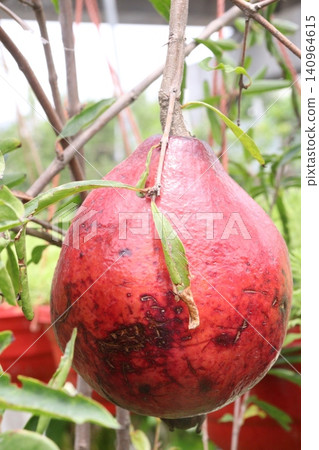 Pomegranate on plant in farm for harvest Pomegranate on plant in farm for harvest 140964615
