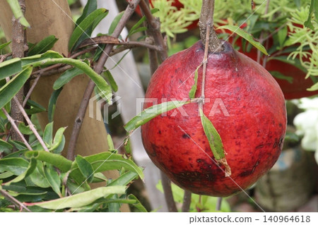 Pomegranate on plant in farm for harvest Pomegranate on plant in farm for harvest 140964618