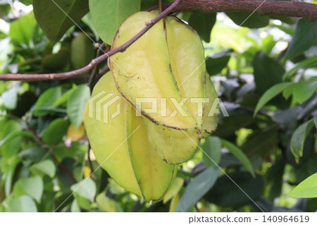 carambola, Averrhoa carambola, star fruit, five corner on tree in farm carambola, Averrhoa carambola, star fruit, five corner on tree in farm 140964619