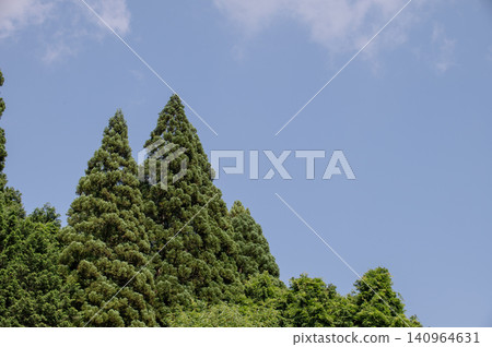 針葉樹和藍天 針葉樹和藍天 140964631