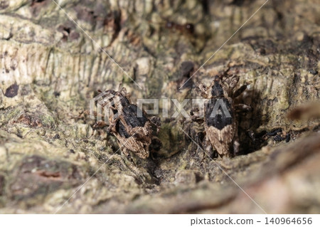 生物，昆蟲：*Platycnemis spp.*，六月初。幾對昆蟲在茂密的紫藤藤上交配。 140964656