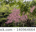 Double cherry blossoms surrounded by fresh greenery 140964664