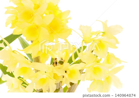 石斛蘭黃花西方蘭花明亮的背景 石斛蘭黃花西方蘭花明亮的背景 140964874
